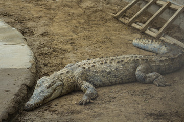 Reserva de Caimanes en Tumbes, Peru