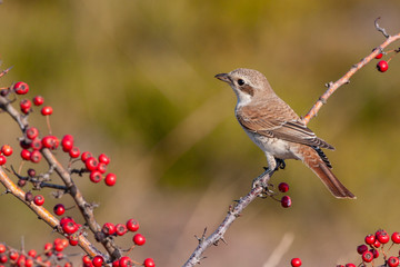 Red-backed Shrike, (Lanius collurio) in its natural habitat.