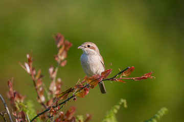 Red-backed Shrike, (Lanius collurio) in its natural habitat.