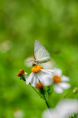 Yellow butterfly name is The Lemon Emigrant (Catopsilia Pomona)