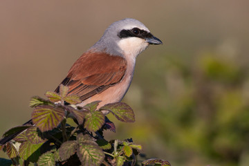 Red-backed Shrike, (Lanius collurio) in its natural habitat.
