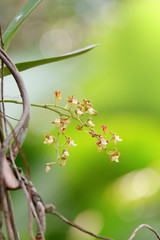 Cleisostoma Duplicilobum orchid flower in forest