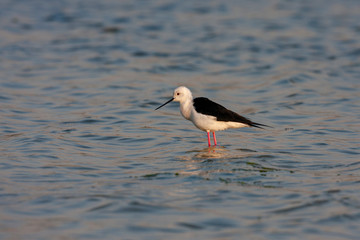 Black-winged Stilt (Himantopus himantopus) in its natural habitat.
