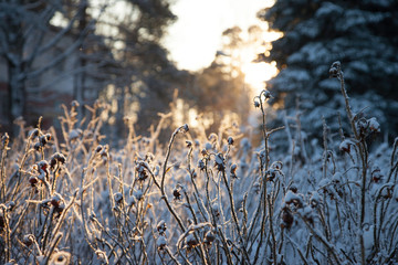 Frozen rosehip stems in winter