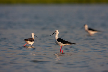 Black-winged Stilt (Himantopus himantopus) in its natural habitat.