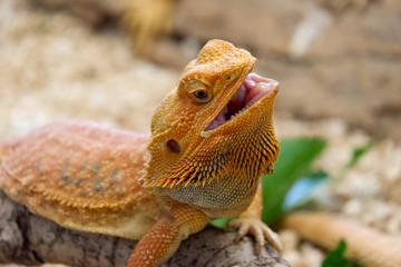 Bearded dragon (Pogona Vitticeps) is australian lizard  with close up