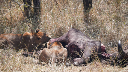 two lions chewing on a buffalo kill at serengeti