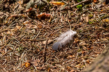 feather on the ground in the forest