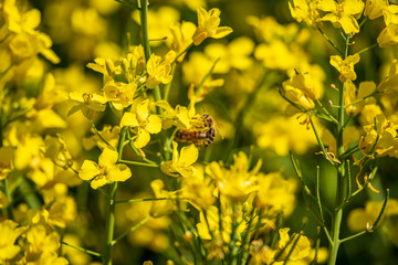 yellow rape field with bees