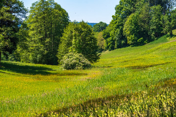 landscape with green grass flowers and trees with blue sky