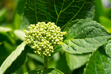 紫陽花の蕾