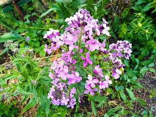 pink flowers in a garden