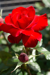 赤いバラと蕾