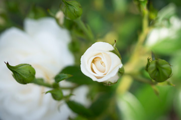 白いバラ