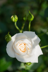 白いバラ