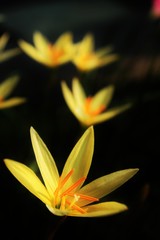 Flowers: Yellow land lilies