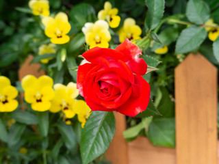 赤いミニバラとビオラ
