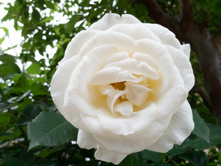 白いバラ