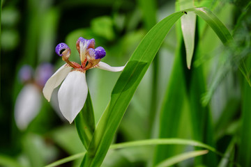 Obraz premium White iris flower blooming in the forest