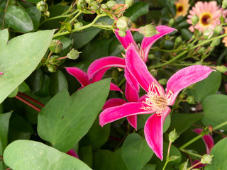 クレチマスプリンセスダイアナ