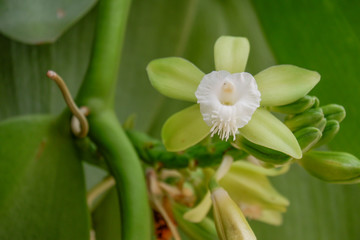 Vanilla flower or Thai Vanilla plant in nature (Vanilla siamensis)
