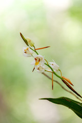 Coelogyne schultesii orchid flower in the forest high mountain