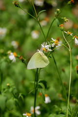 Yellow butterfly name is The Lemon Emigrant (Catopsilia Pomona)