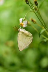 Yellow butterfly name is The Lemon Emigrant (Catopsilia Pomona)