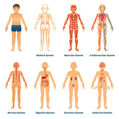 Human organ systems vector illustration. Anatomical labeled collection set.