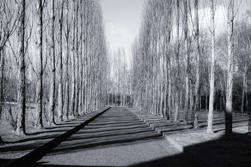 Road Amidst Bare Trees In Park