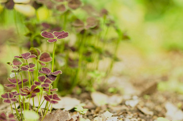 クロバツメクサ3