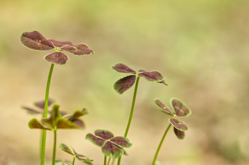クロバツメクサ5