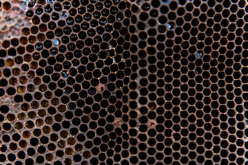 Honeycomb Closeup Bee 