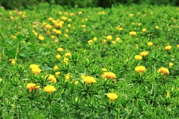Obraz premium 紅花 