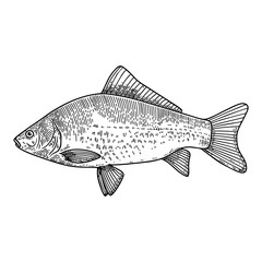 Illustration of crucian fish in engraving style. Design element for logo, label, sign, poster, t shirt. Vector illustration