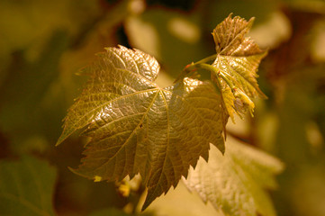 green leaf in nature at the end of the day