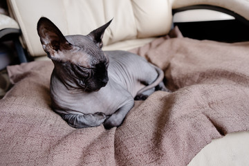 Grey Canadian Sphynx lying on an armchair. Cat sleeping and looking in the sun. Top horizontal view copyspace pet care