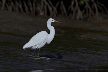 Great egret (Ardea alba)