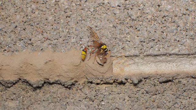 VDO. a Yellow Mud Dauber take the mud making the nest on brick wall.
