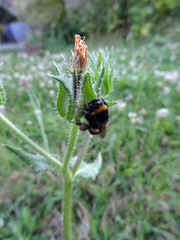Bourdon noir et jaune