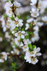 White flowers on a cherry branch