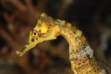 Seahorse