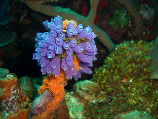 Fototapeta na wymiar Blue Bell Tunicate