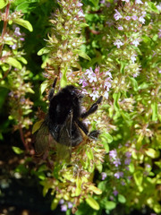 Bourdon et fleurs de thym