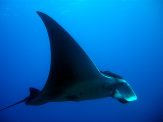 Manta Ray