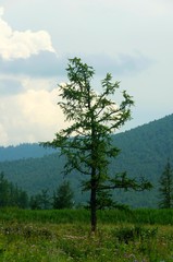 Coniferous forest of Khakassia