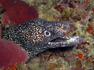 Spotted Moray Eel