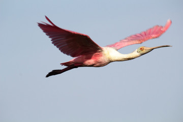 Roseate Spoonbill