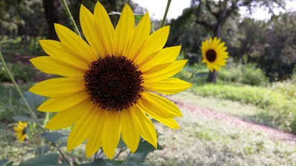 Sunflowers