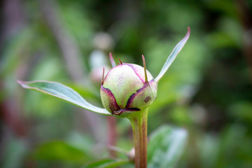 An unopened peony Bud. Close up. Selective focus.